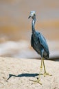 Little blue heron walking on rocks along the seaside.