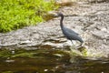 Little Blue Heron Walking through Running Stream Royalty Free Stock Photo