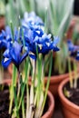 Little blue irises bloomed in the spring on the flower beds. Dutch Iris, Iris hollandica Royalty Free Stock Photo