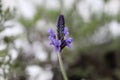 Little blue lavender Royalty Free Stock Photo