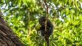 Little blue monkey eating baobab fruit