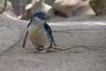 A Little Blue Penguin ( Eudyptula minor) collecting nesting material