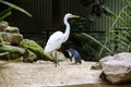 A Great Egret (Ardea alba) enters in Little Blue Penguins ( Eudyptula minor) area Royalty Free Stock Photo