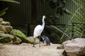 A Great Egret (Ardea alba) enters in Little Blue Penguins ( Eudyptula minor) area Royalty Free Stock Photo