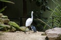 A Great Egret (Ardea alba) enters in Little Blue Penguins ( Eudyptula minor) area Royalty Free Stock Photo