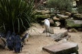 A Great Egret (Ardea alba) enters in Little Blue Penguins ( Eudyptula minor) area Royalty Free Stock Photo