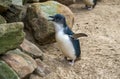 A Little Blue Penguin ( Eudyptula minor) in Sydney