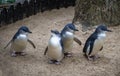 Little Blue Penguins ( Eudyptula minor) in Sydney Royalty Free Stock Photo