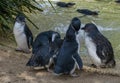 A small group of Little Blue Penguins ( Eudyptula minor) in Sydney Royalty Free Stock Photo