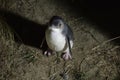 Little Blue Penguin Royalty Free Stock Photo