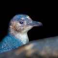 Little Blue Penguin Royalty Free Stock Photo