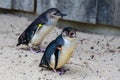 Little blue penguin Royalty Free Stock Photo