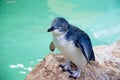 Little Blue Penguin: Penguin Island Royalty Free Stock Photo