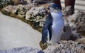 Little Blue Penguin: Penguin Island, Western Australia Royalty Free Stock Photo