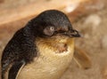 Little Blue Penguin Portrait Royalty Free Stock Photo