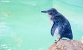 Little Blue Penguin in Profile Royalty Free Stock Photo