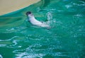 Little Blue Penguin Swimming Royalty Free Stock Photo