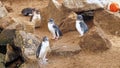 Little Blue Penguins, Eudyptula minor