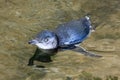 Little Blue Penguins, Eudyptula minor