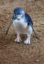 Little Blue Penguins, Eudyptula minor