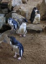 Little Blue Penguins, Eudyptula minor