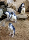 Little Blue Penguins, Eudyptula minor