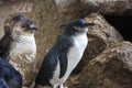 Little Blue Penguins, Eudyptula minor