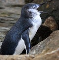 Little Blue Penguins, Eudyptula minor