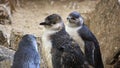 Little Blue Penguins, Eudyptula minor