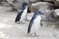 Little Blue Penguins, Eudyptula minor in captivity