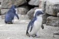 Little Blue Penguins, Eudyptula minor in captivity