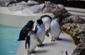 Little Blue Penguins: Penguin Island, Western Australia Royalty Free Stock Photo