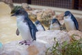 Little Blue Penguins Royalty Free Stock Photo