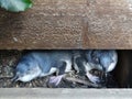 Little blue penguins in their nesting box Royalty Free Stock Photo