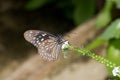 A little blue speckled falter sitting on a white blossom drinking nectar with its proboscis