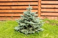 Little blue spruce on background of wooden fence