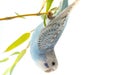 little blue wavy parrot on white background Royalty Free Stock Photo