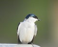 a little blue and white swallow