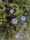 Tiny Dainty Little Flowers