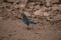 Blue wren on a dirt road