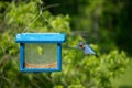 Little bluebird flying in to get a meal in the feeder