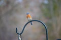 Little bluebird keeping a cautious eye