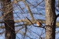 Little bluebird perched in a tree