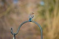 Little bluebird looking onward