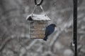 Bluebird handing on suet cage in the snow