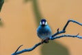 Little bluebird sitting on a tree branch