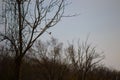 Little bluebird in the tree with surrounded by woods