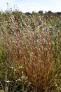 Little Bluestem Grass 828790