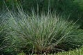 Little bluestem on a bright sunny day.