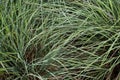 Little bluestem cloaked in dew in the early morning sun.